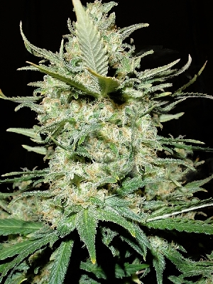 Amnesia Seeds Haze